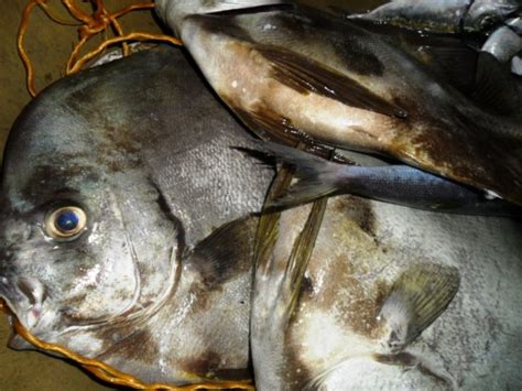 bayang fish|A Historical Record of English and Tagalog Names for .